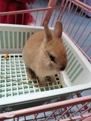 -Moni星球萌宠·小马宝莉·灵蛇·高端高阶全萌宠互动体验俱乐部(红豆国际广场店)