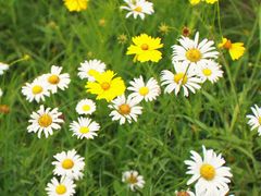 -春花秋色城市公园