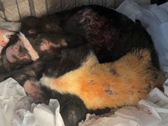 -良伴无忧宠物医院(泰欣嘉园店)