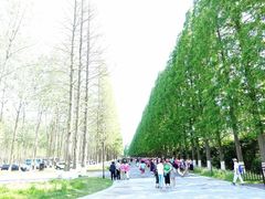 -黄海国家森林公园