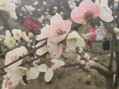 -秀丽东方