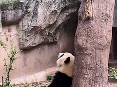 -成都大熊猫繁育研究基地