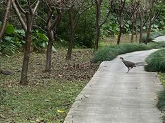 -福建鲤鱼洲酒店