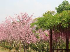 -天适樱花悠乐园