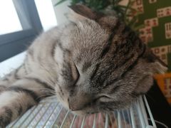 -我爱猫咪·猫咖·狗咖·安哥拉兔·羊驼咖(小寨华旗店)