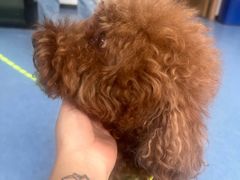 -博特宠物医院24h犬猫全科.骨科·异宠