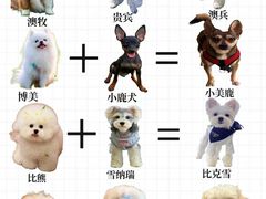 -翊宠yipet猫狗购宠庄园