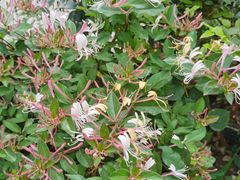 -首开·常青藤二期