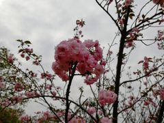 -天适樱花悠乐园