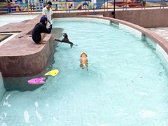 -帕帕拉兹宠物(亚洲旗舰店)