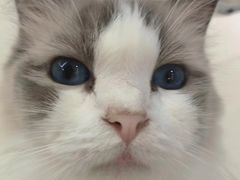 -怪兽屋·羊驼·猫咖·狗咖(俊华广场店)