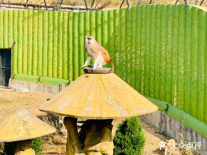 大连森林动物园图片