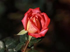 -人民公园(罗湖区)