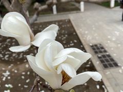 -北京市劳动人民文化宫(太庙)