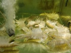 -蚝美人·生蚝海鲜烧烤(茶花园店)
