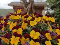 -梅黛奥拉修道院