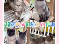 -十年猫舍·猫咪专门店(普陀店)
