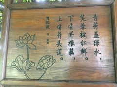 -荷塘月色湿地公园·向阳花洲