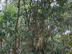 -中国科学院西双版纳热带植物园