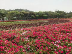 -丹樱生态园