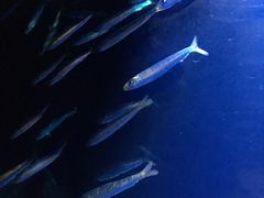 -悉尼海洋生物水族馆