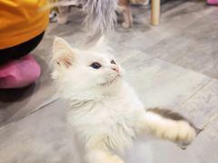 -楼上猫咖(罗湖店)