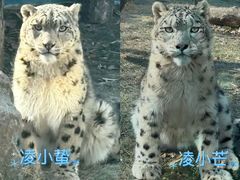 -青藏高原野生动物园