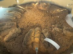 -安徽省地质博物馆