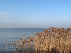 -上海吴淞炮台湾国家湿地公园