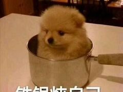 -伊人锅·魔石泡泡鱼
