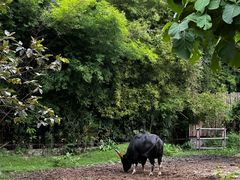 -清迈夜间动物园