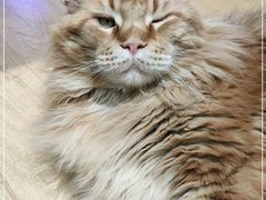 -藏猫猫咖啡主题馆(中央大道店)