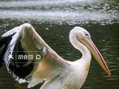 -深圳野生动物园
