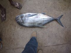 -尼甘布海鲜市场