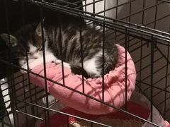 -贝利宠物医院·骨科·眼科·肿瘤转诊中心(南坪诊疗中心)