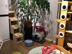 -东方名猫馆·英短金渐层布偶猫舍(环线广场1号楼店)