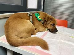 -伟伟宠物医院·CT影像中心·瑞派犬猫综合性门诊(汉口总院)