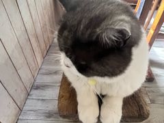 -海边的猫和咖啡馆