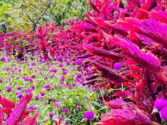 -庐山风景区花径公园