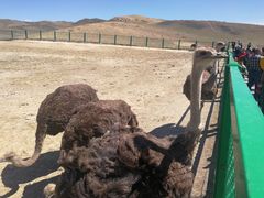 -新疆天山野生动物园