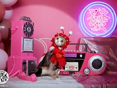 -超宠爱宠物摄影-Super pet