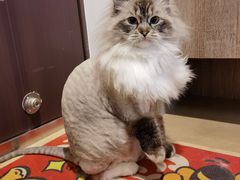 -艾贝尔宠物医院·24H转诊中心·肿瘤猫专科(江宁双龙店)