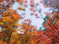 -广州市帽峰山景区