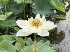 -池杉湖湿地公园