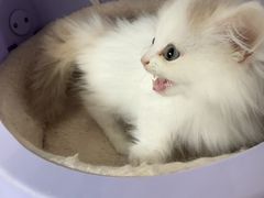 -伟伟宠物医院·瑞派猫友好医院·猫科(光谷店)