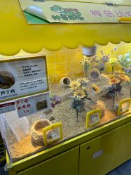 -神奇动物撸宠馆·羊驼·小浣熊·异宠(豫园店)
