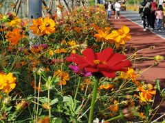 -上海长兴岛郊野公园