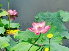-荷塘月色湿地公园·向阳花洲