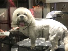 -宠物家(双井店)