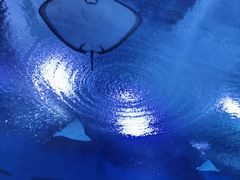 -海合安武汉极地海洋公园